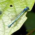 DAMSELFLY (Blue)